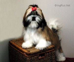Dog Photo