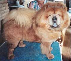 Dog Photo