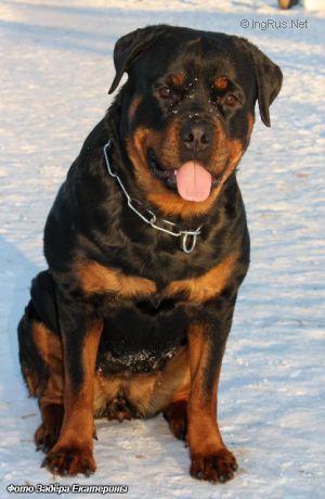 Dog Photo