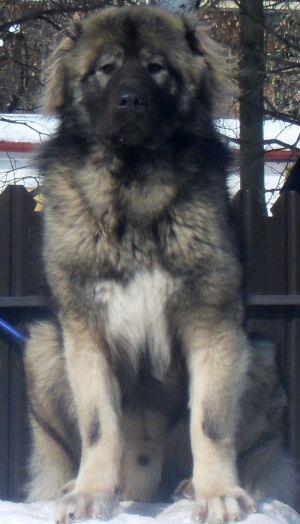 Dog Photo