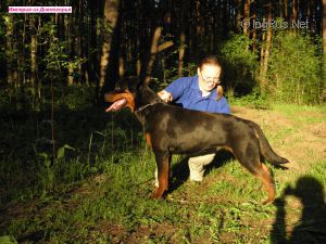Dog Photo