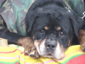 Dog Photo