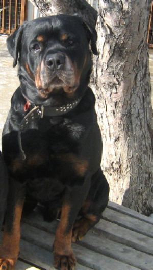 Dog Photo