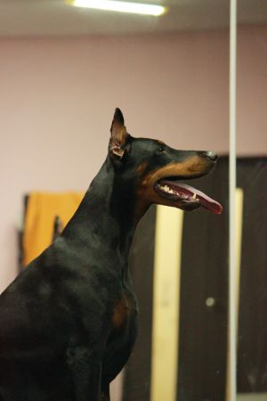 Dog Photo