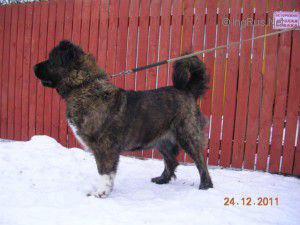 Dog Photo