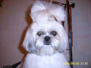 Dog Photo