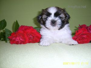 Dog Photo