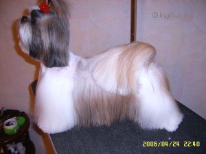 Dog Photo