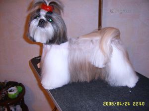 Dog Photo