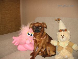 Dog Photo