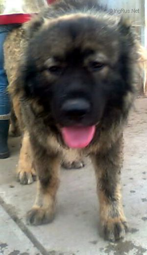 Dog Photo
