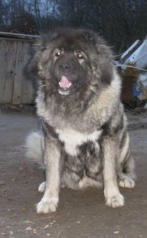 Dog Photo