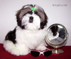 Dog Photo