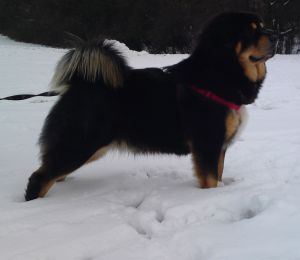 Dog Photo