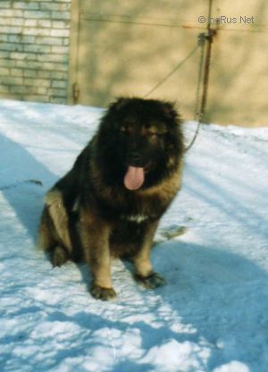 Dog Photo