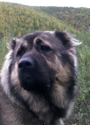 Dog Photo