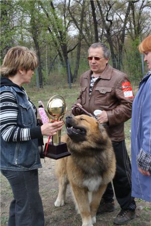 Dog Photo