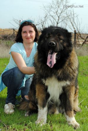 Dog Photo