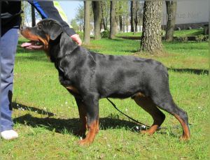 Dog Photo