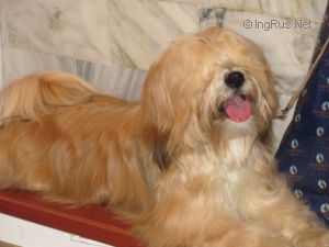 Dog Photo