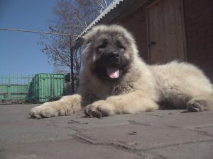 Dog Photo