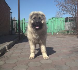 Dog Photo