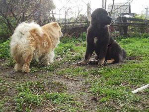 Dog Photo