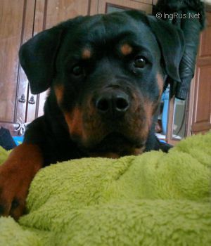 Dog Photo