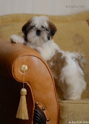 Dog Photo