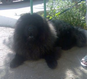 Dog Photo