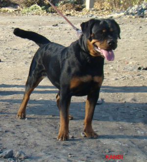 Dog Photo