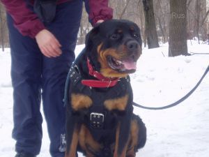 Dog Photo