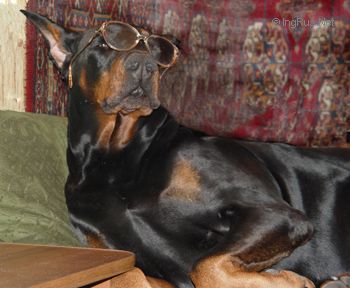 Dog Photo