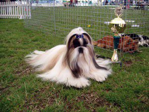 Dog Photo