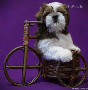 Dog Photo