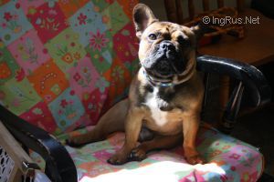 Dog Photo