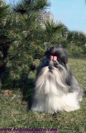 Dog Photo