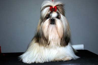 Dog Photo