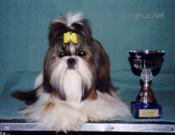 Dog Photo