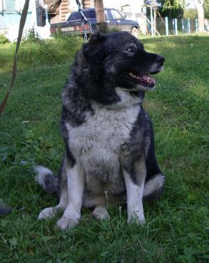 Dog Photo