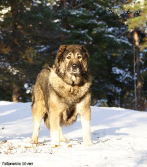 Dog Photo
