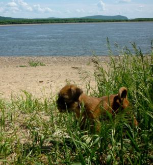 Dog Photo