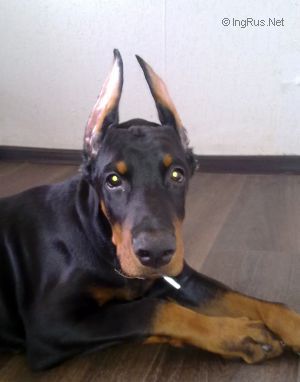 Dog Photo
