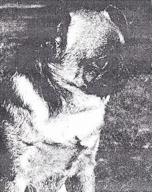 Dog Photo
