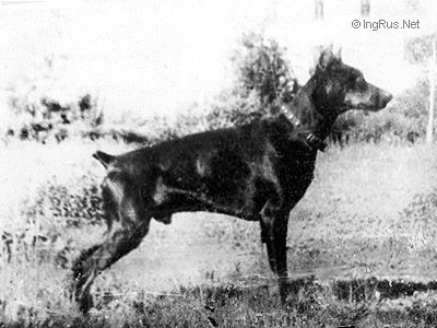 Dog Photo