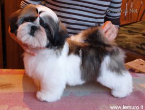 Dog Photo
