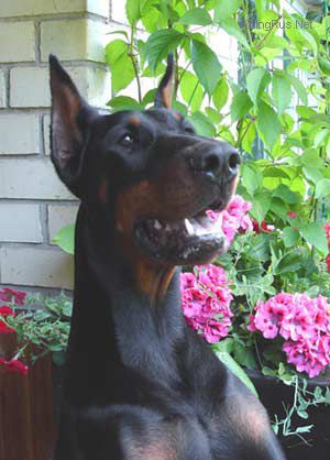 Dog Photo