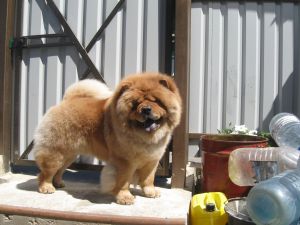 Dog Photo