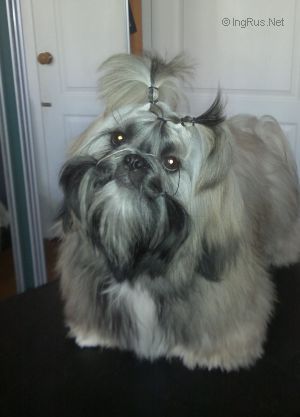 Dog Photo