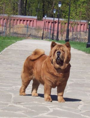 Dog Photo